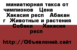 миниатюрная такса от чимпионов › Цена ­ 7 000 - Хакасия респ., Абакан г. Животные и растения » Собаки   . Хакасия респ.